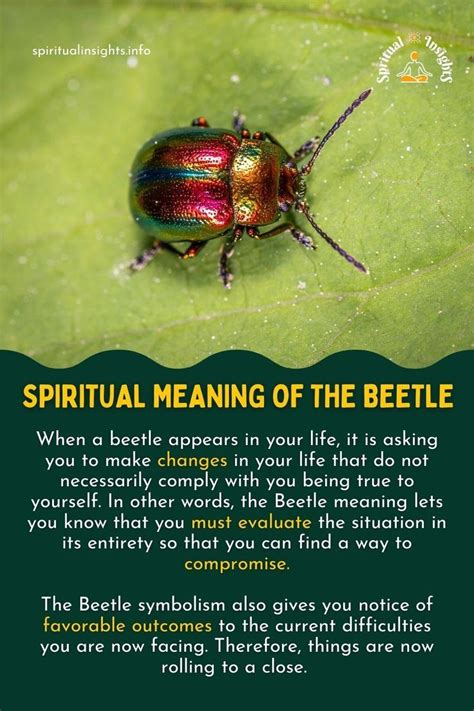 The Positive Symbolism of Beetles: Understanding their Sacred Power