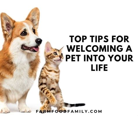 The Potential Benefits of Welcoming a New Pet into Your Life Following the Loss