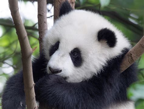 The Power of Dreams: Unlocking the Hidden Meanings of Panda Bites