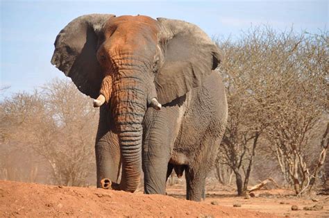 The Profound Meaning Behind Dreaming of a Young Elephant