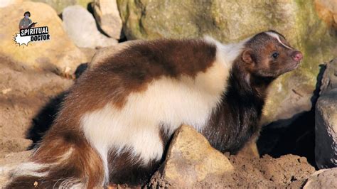 The Profound Symbolism Within a Disturbing Encounter: Understanding the Significance of a Skunk's Aggression