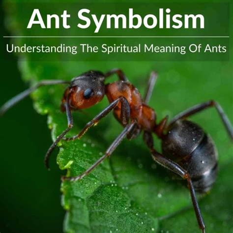 The Psychological Interpretation: Unveiling the Symbolic Meaning of Ants in Your Subconscious