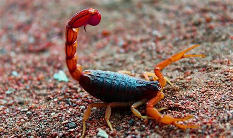 The Psychological Meaning Behind a Scorpion Dream