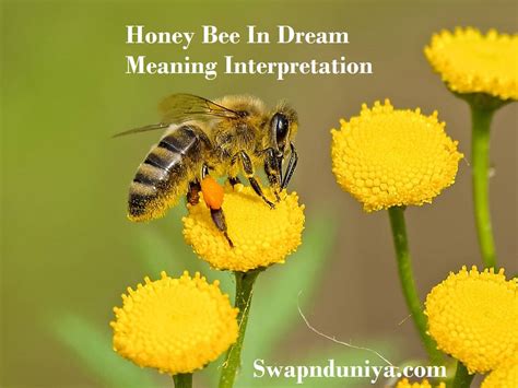 The Psychological Significance of Dreaming about Honey