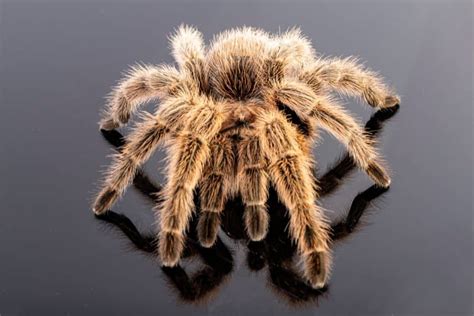 The Psychological Significance of Dreaming about Pursuing a Tarantula