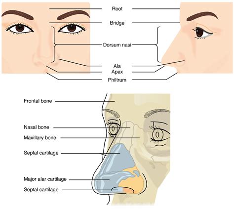 The Psychological Significance of Nasal Separation