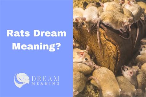 The Psychological Significance of Rat Dreams: Uncovering the Hidden Meanings