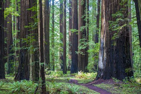 The Psychological Significance of a Toppling Grove in Dream Imagery