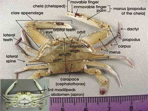 The Puzzling Significance of a Crab Claw in Reveries