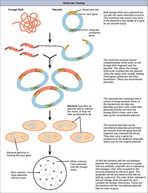 The Quest for Perfection: Advancing Genetic Enhancement through Cloning