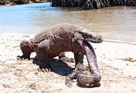 The Quest to Encounter the Mighty Komodo Dragon