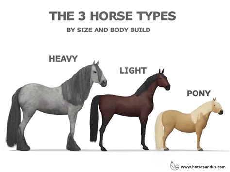 The Range of Horse Tail Shapes and Sizes