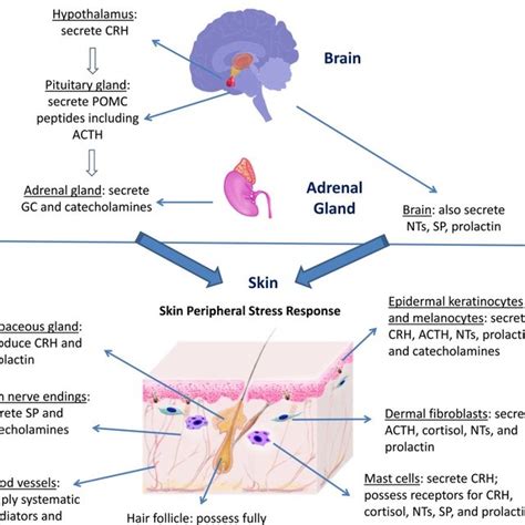 The Relationship Between Stress and Skin Bumps: Investigating the Connection