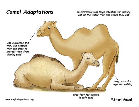 The Remarkable Adaptations of Camels for Thriving in the Harsh Desert Environment