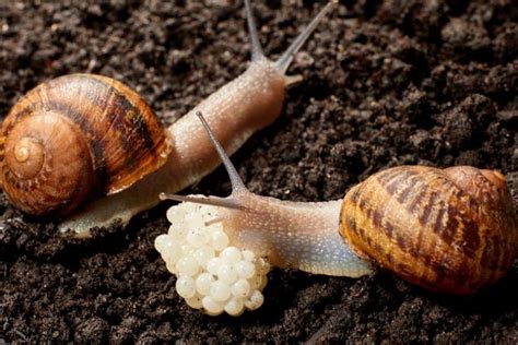 The Remarkable Communication Skills of Snails