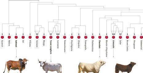 The Remarkable Evolution of Enormous Bovine Breeds