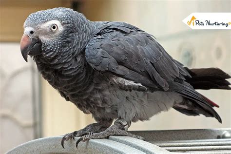 The Remarkable Lifespan of African Grey Parrots: A Companion for a Lifetime