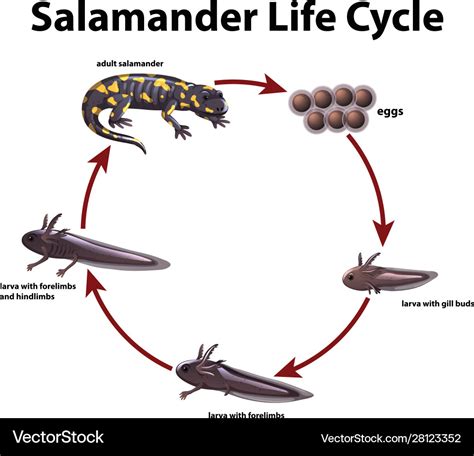 The Reproduction and Life Cycle of the Enormous Salamander