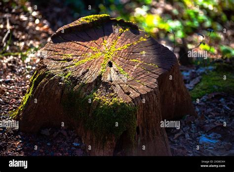 The Restorative Influence of Nature's Leafy Expanse