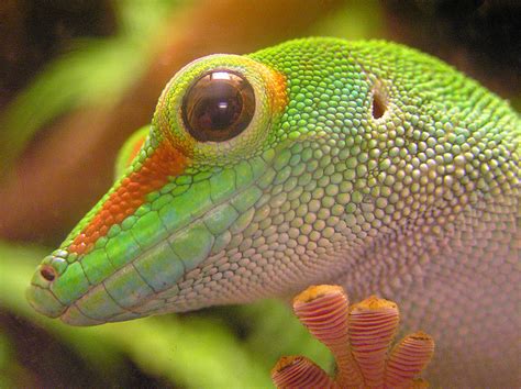 The Richness of Reptilian Species: From Geckos to Serpents