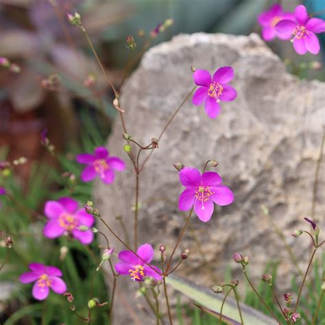 The Rise to Fame of Flower