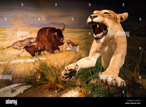 The Roaring Reality: Lions in Prehistoric Times and Their Impact on Human Evolution