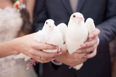 The Role of Elegant White Doves in Weddings and Special Occasions: A Symbolic Gesture of Love and Unity