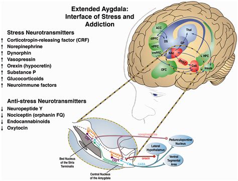 The Role of Neurotransmitters in Shaping Drug-Induced Dreamscapes