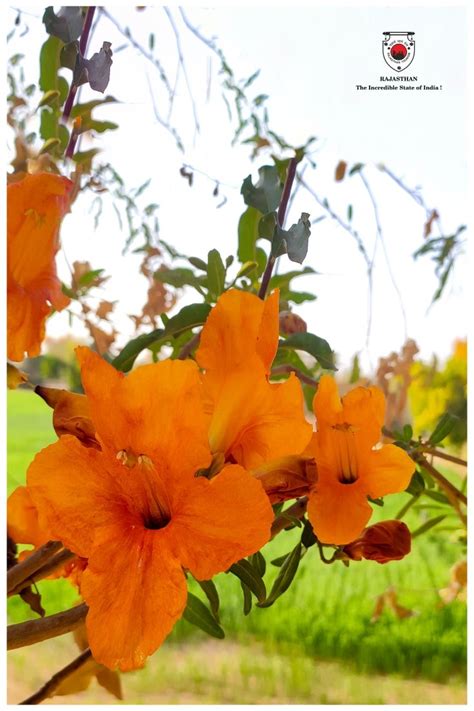 The Role of Orange Blossoms in Traditional Medicine