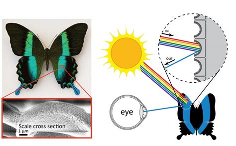 The Role of Pigments and Structural Colors in Insect Coloration