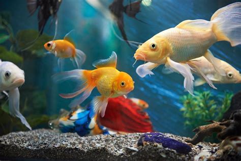 The Role of Technology in Modern Aquarium Keeping: Automation and Monitoring