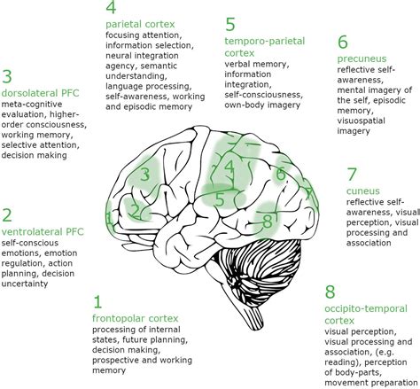 The Role of the Brain in Lucid Dreaming