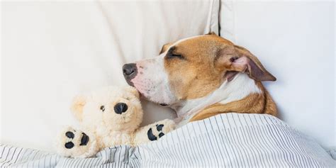 The Science Behind Dogs' Dreaming