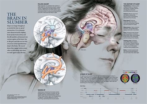 The Science Behind Dreaming: Revealing the Brain Activity during Sleep