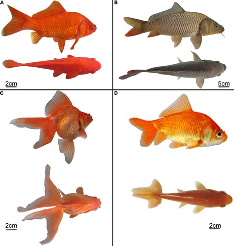 The Science Behind the Beauty: Understanding the Genetic Manipulation of Goldfish