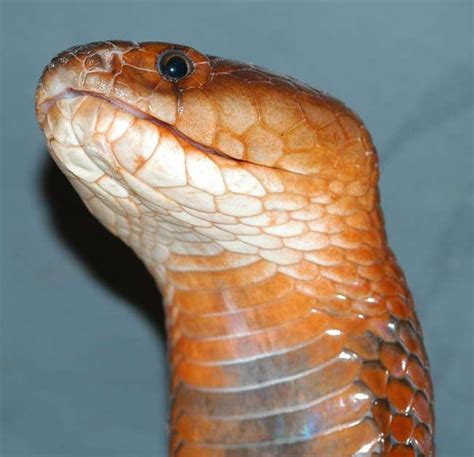 The Science Behind the Venomous Spit of the Cobra