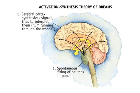 The Science behind Dreaming: Neurological Perspectives