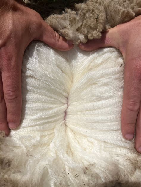 The Science behind the Softness: Exploring the Fibers of Cotton Wool