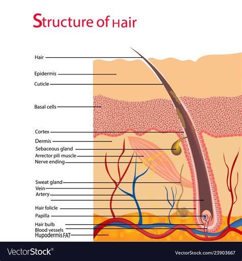 The Science of Hair: Discovering the Growth and Structure of our Tresses