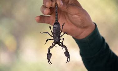 The Scorpion Sting: A Profound Encounter with the Depths of the Psyche