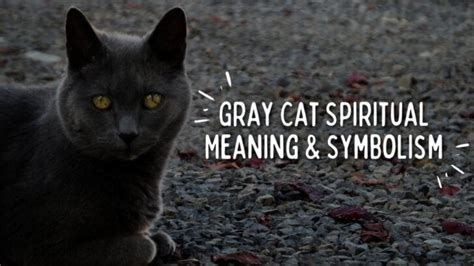 The Secret Meanings Encoded in the Enigmatic Grey Feline Symbolism