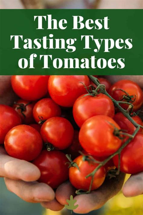 The Secret to Sweetness: Discovering the Best Tasting Tomatoes