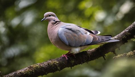 The Shadow Side: Unraveling the Significance of Dreaming about the Demise of a Dove