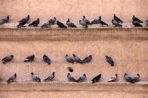 The Significance Behind a Gathering of Doves in the Realm of Dream Analysis