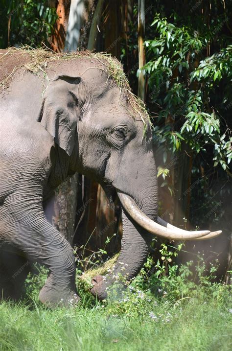 The Significance and Cultural Significance of Elephants