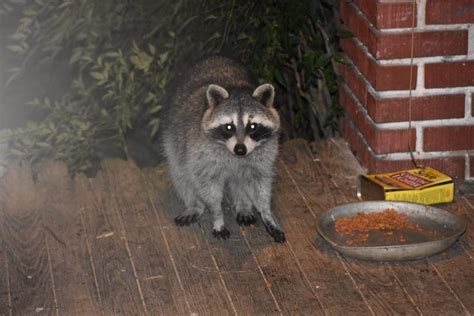 The Significance behind the Intrusion of a Raccoon Inside Your Residence