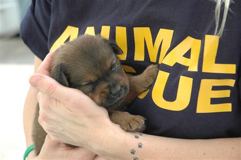 The Significance of Animal Rescue