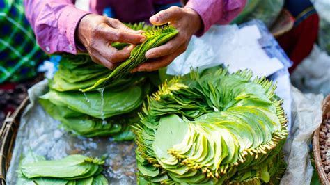 The Significance of Betel Leaf Reveries in Spiritual and Therapeutic Ceremonies