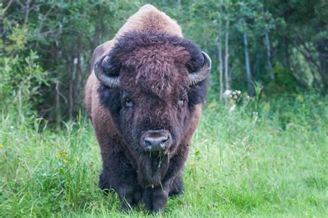 The Significance of Bisons in Dreams