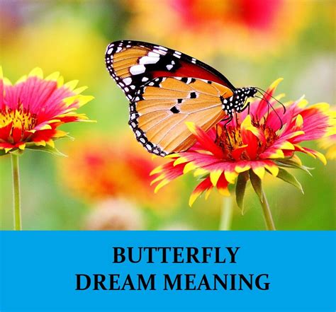 The Significance of Butterflies in Dreams